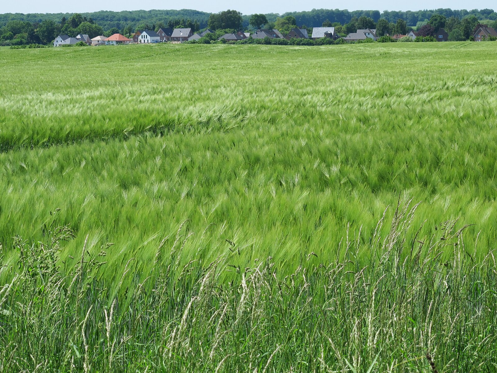 Barley exported by Starasian Agro Overseas