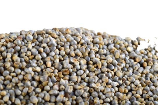 Super Bold Bajra exported by Starasian Agro Overseas