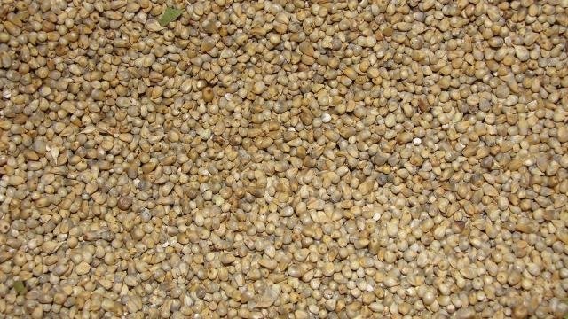 Cattle Feed Millet exported by Starasian Agro Overseas