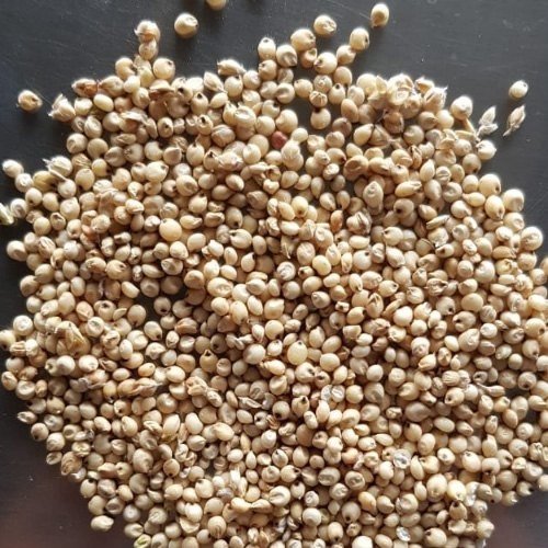 Cattle Feed Sorghum exported by Starasian Agro Overseas