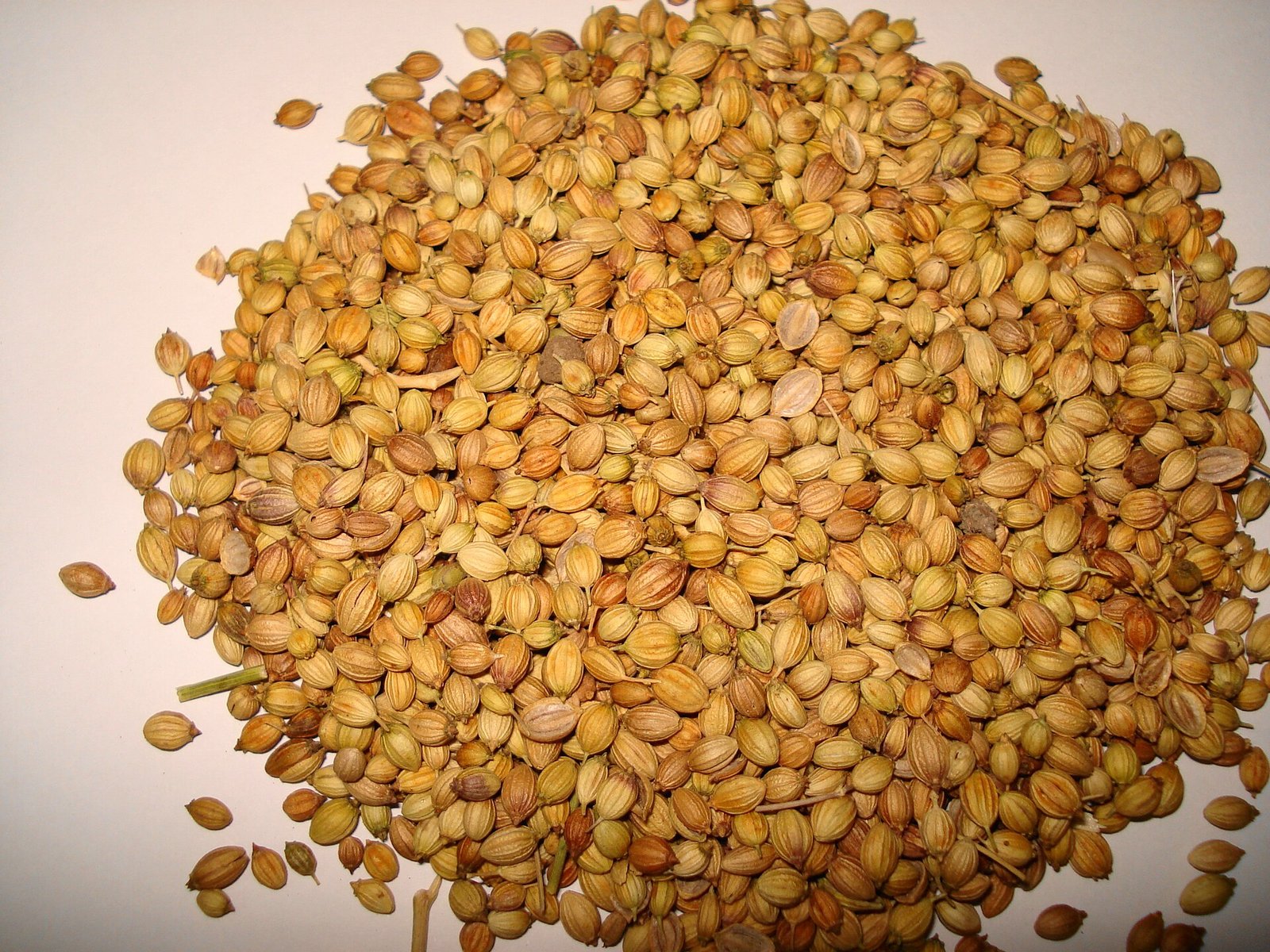Coriander Seeds exported by Starasian Agro Overseas