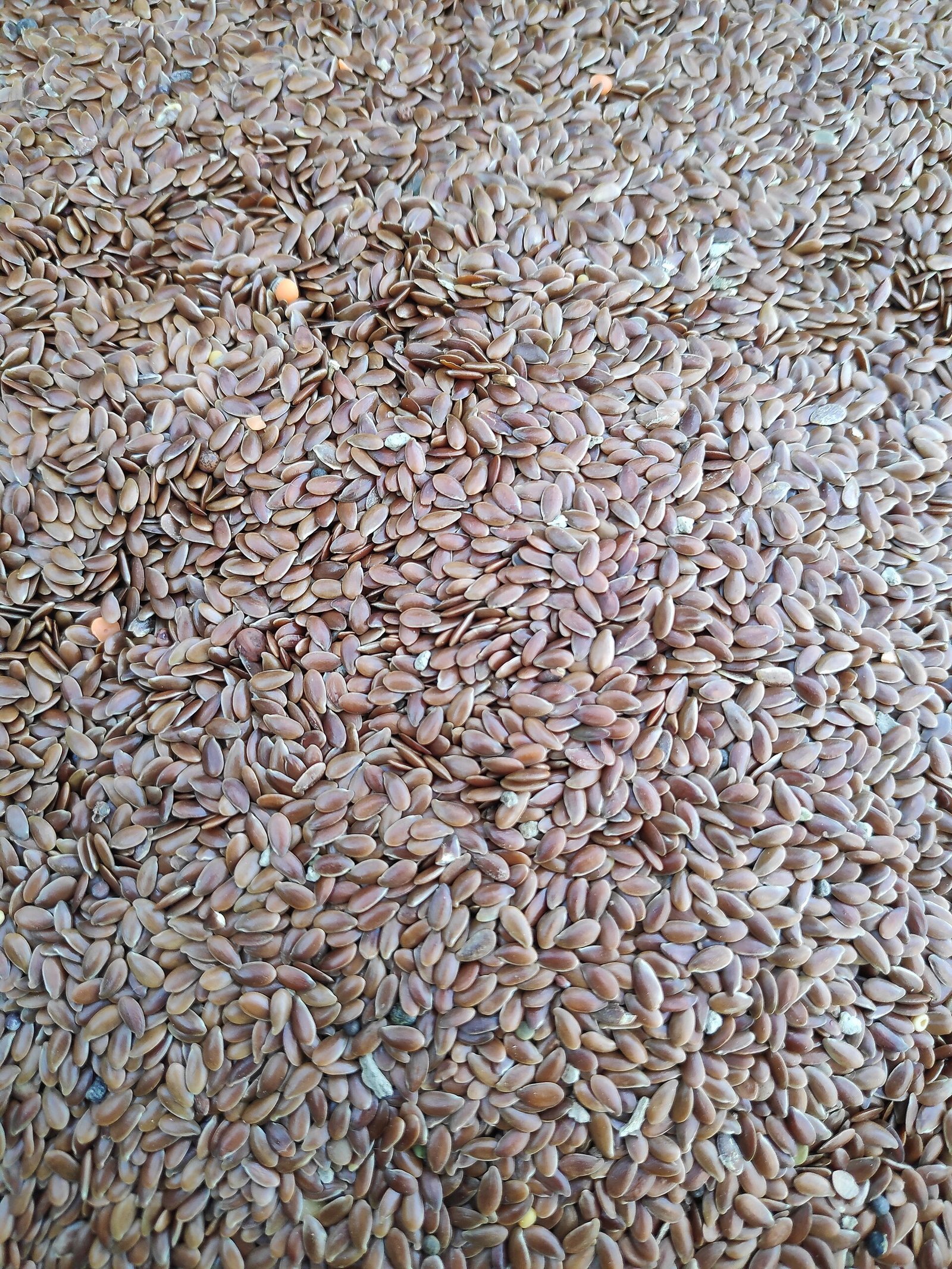 Flax Seeds exported by Starasian Agro Overseas
