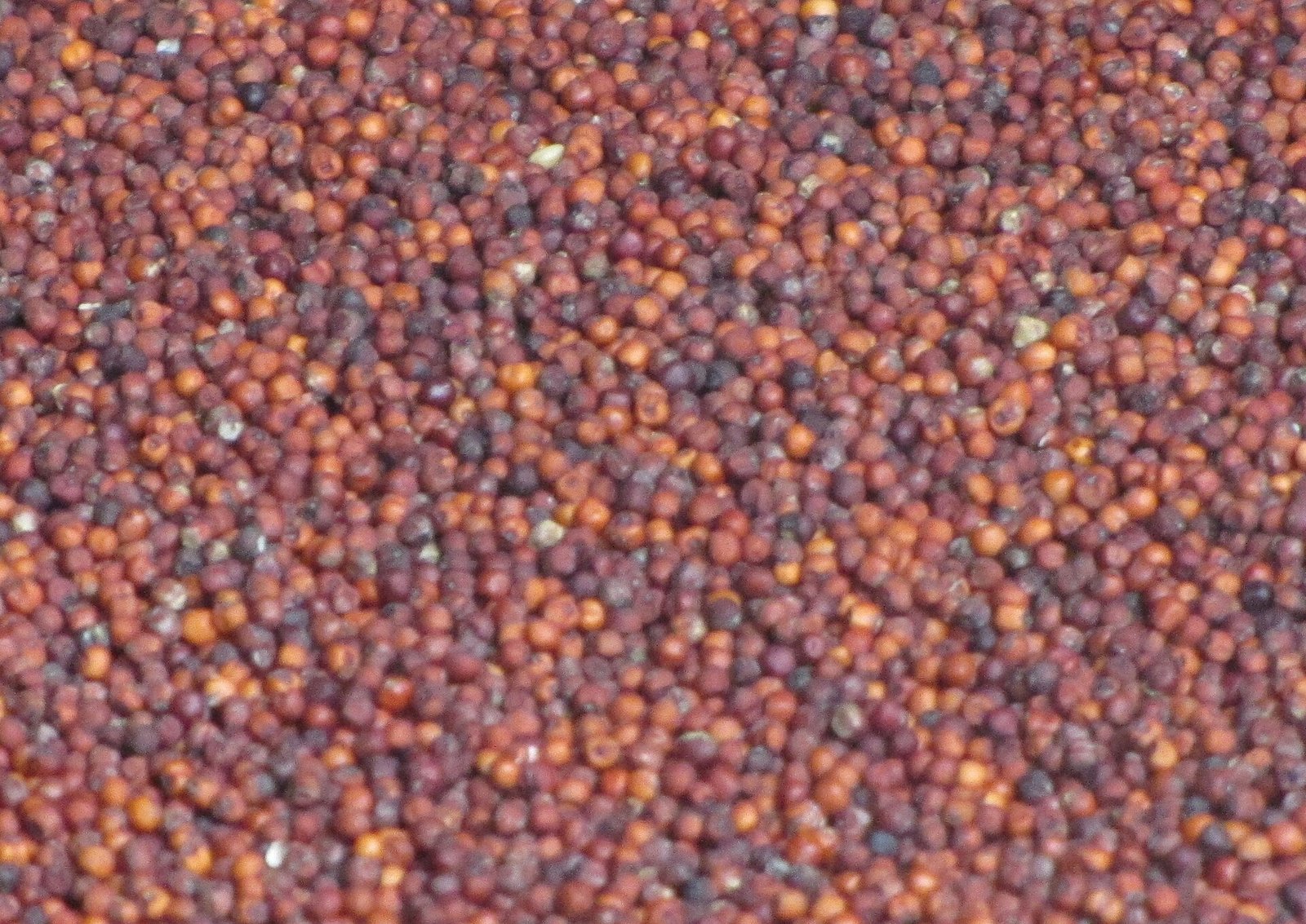 Green Millet exported by Starasian Agro Overseas