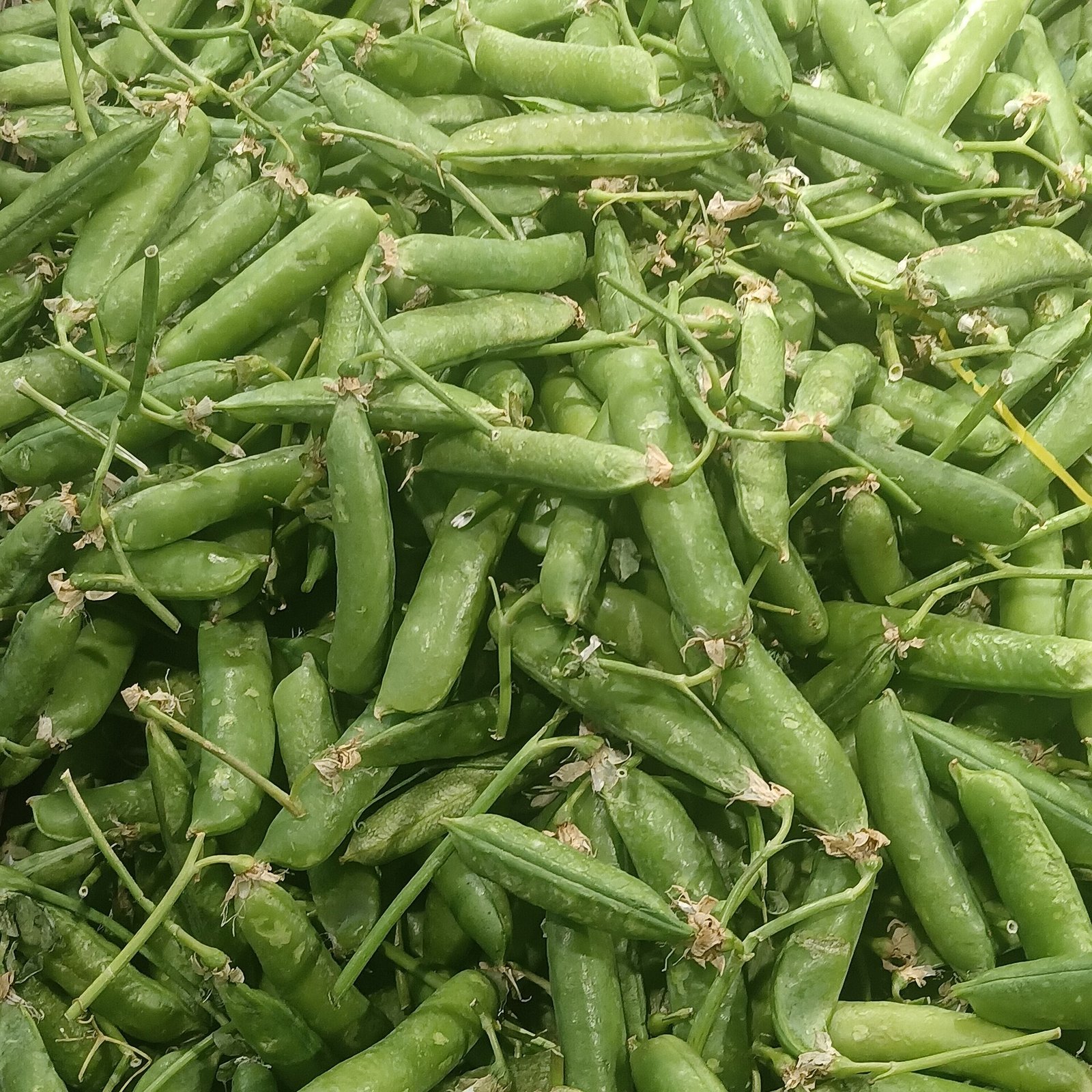 Green Peas exported by Starasian Agro Overseas
