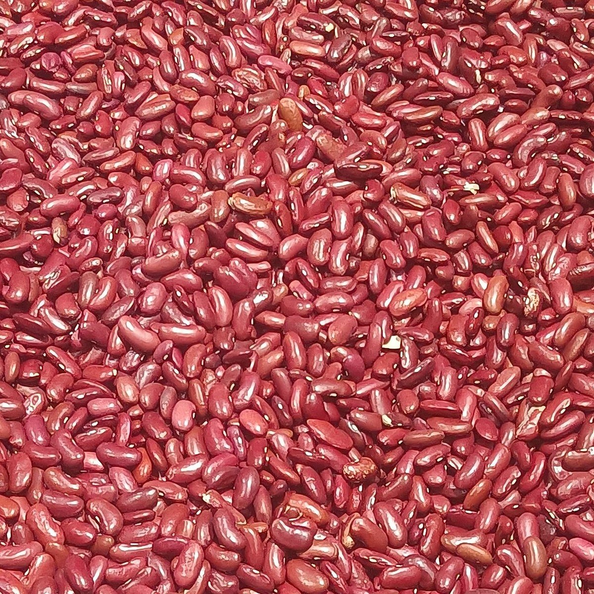 Kidney Beans exported by Starasian Agro Overseas
