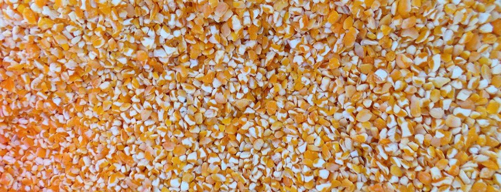Broken Maize (MB 01) exported by Starasian Agro Overseas