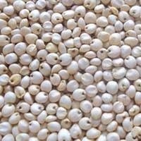Milky White Juvar exported by Starasian Agro Overseas