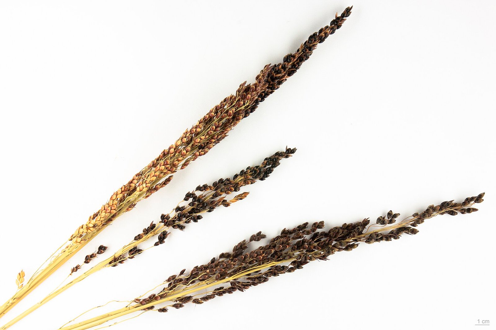 Red Sorghum exported by Starasian Agro Overseas