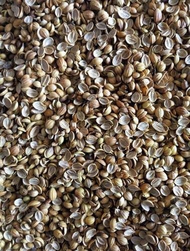 Split Coriander Eagle exported by Starasian Agro Overseas