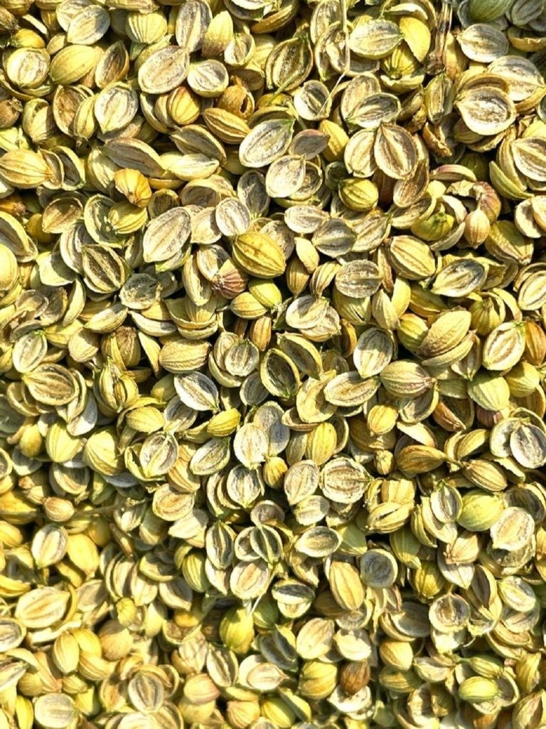 Split Coriander Green exported by Starasian Agro Overseas