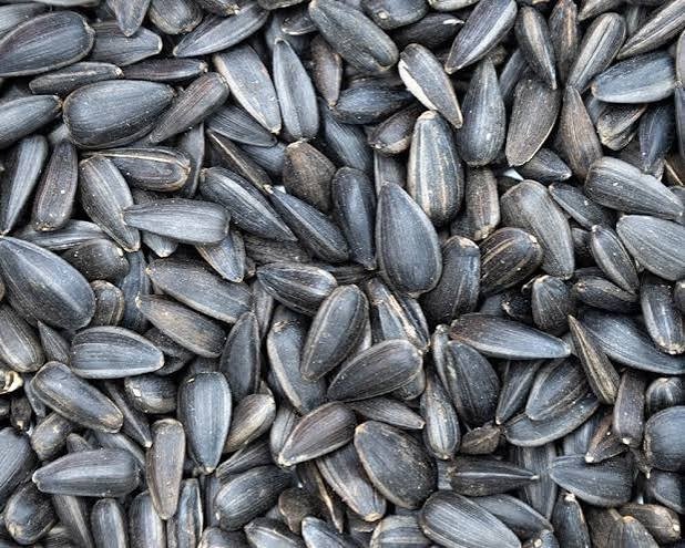 Sunflower Seeds Plain exported by Starasian Agro Overseas
