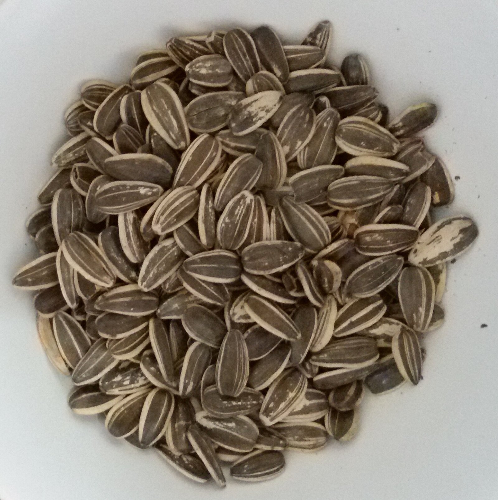 Sunflower Seeds exported by Starasian Agro Overseas