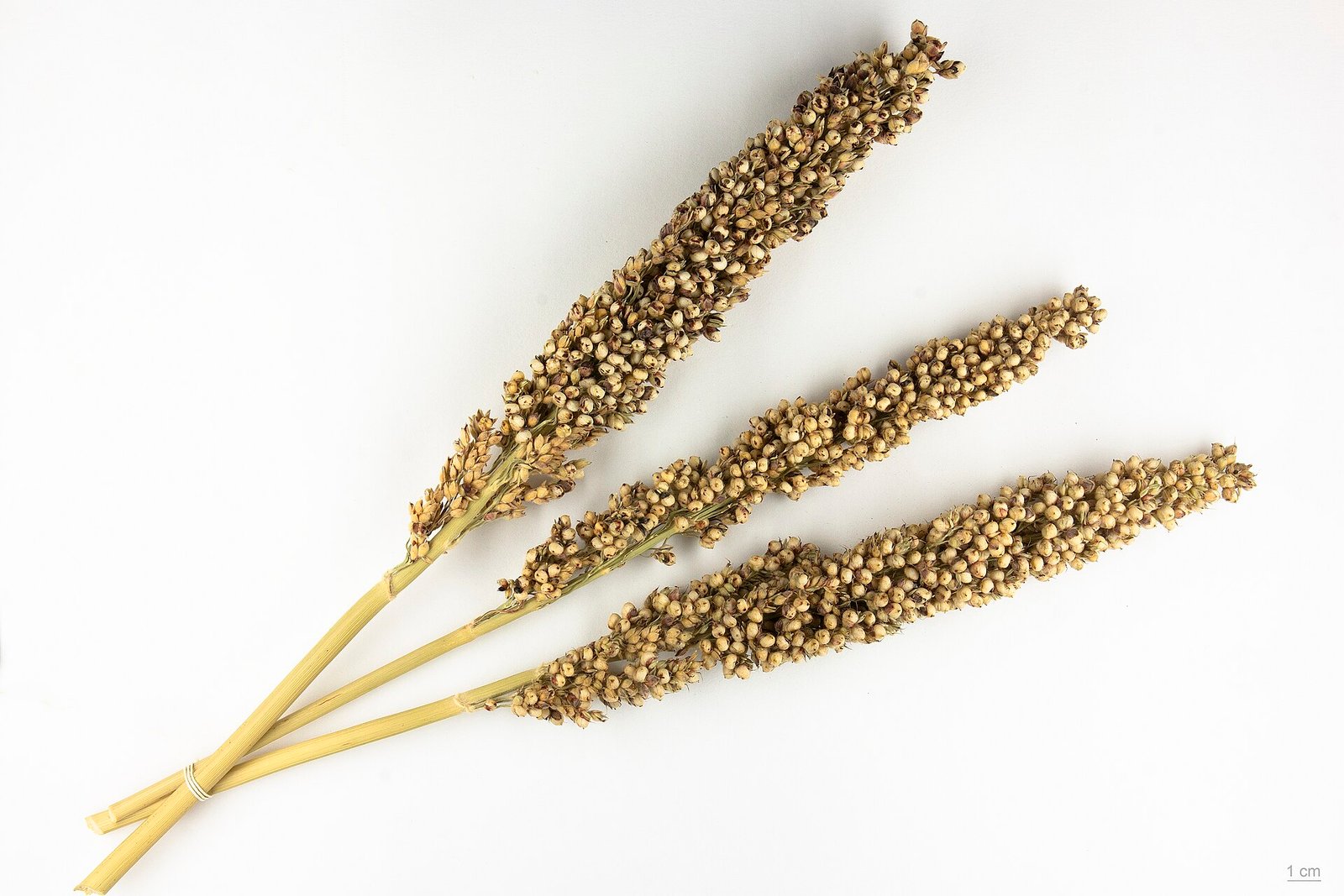 White Sorghum exported by Starasian Agro Overseas