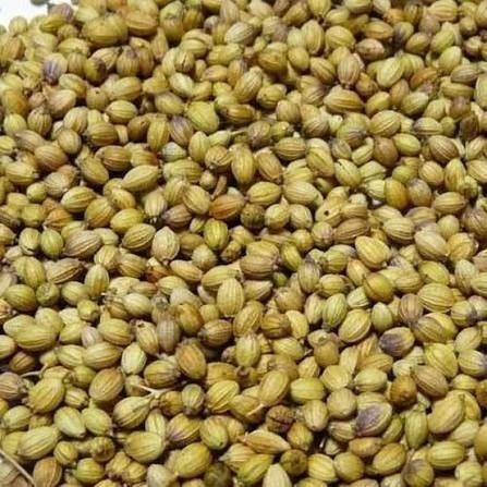 Whole Coriander Green exported by Starasian Agro Overseas