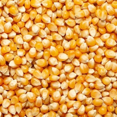 Whole Maize exported by Starasian Agro Overseas
