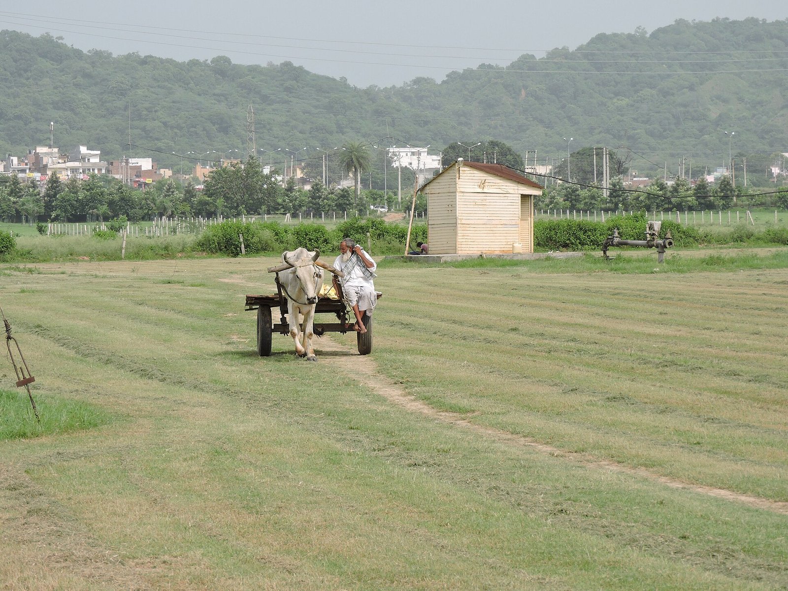 Indian farmer in field, representing Starasian Agro's contract farming network