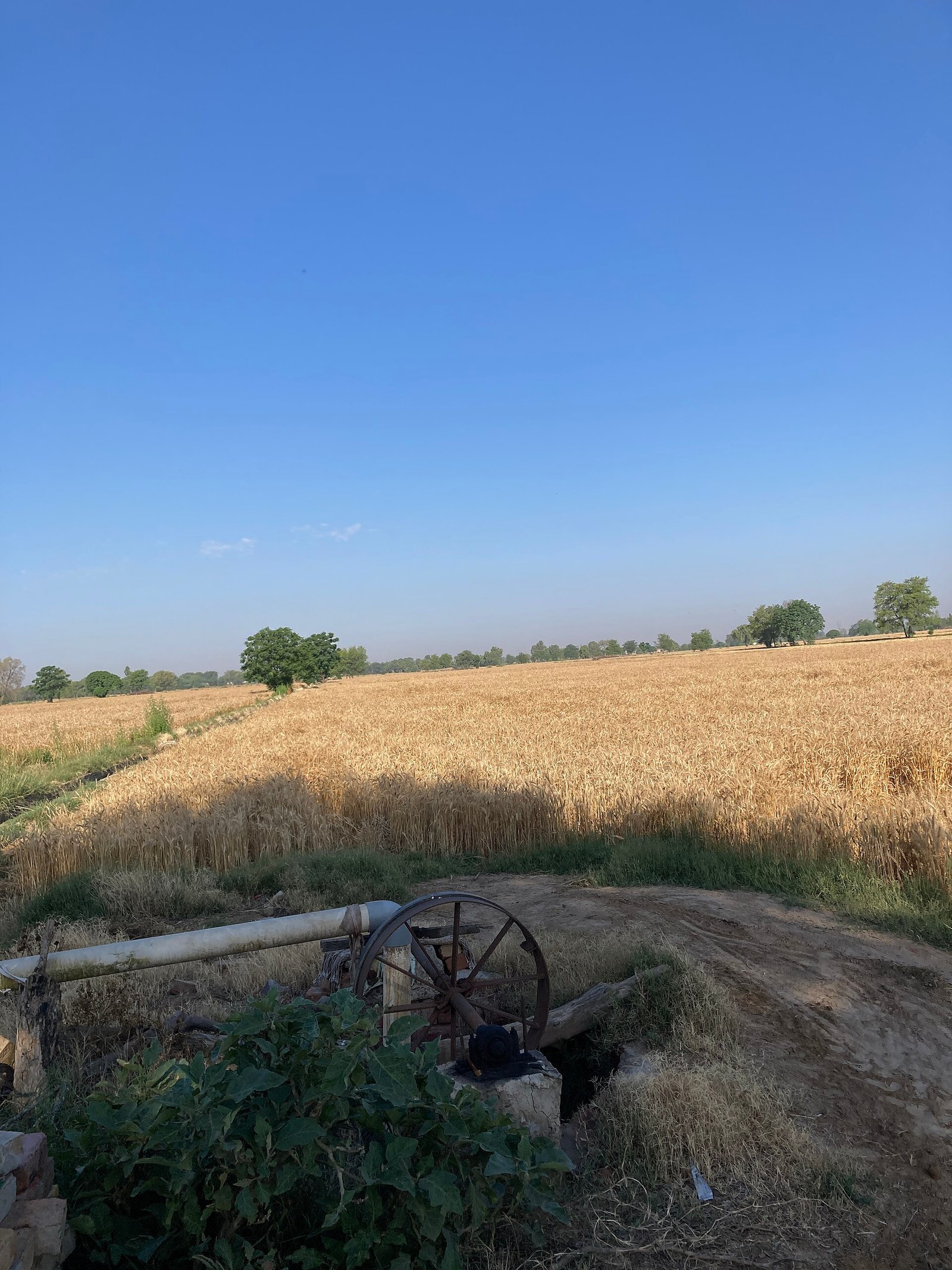 Golden wheat field ready for harvest, representing Starasian Agro's premium grain sourcing