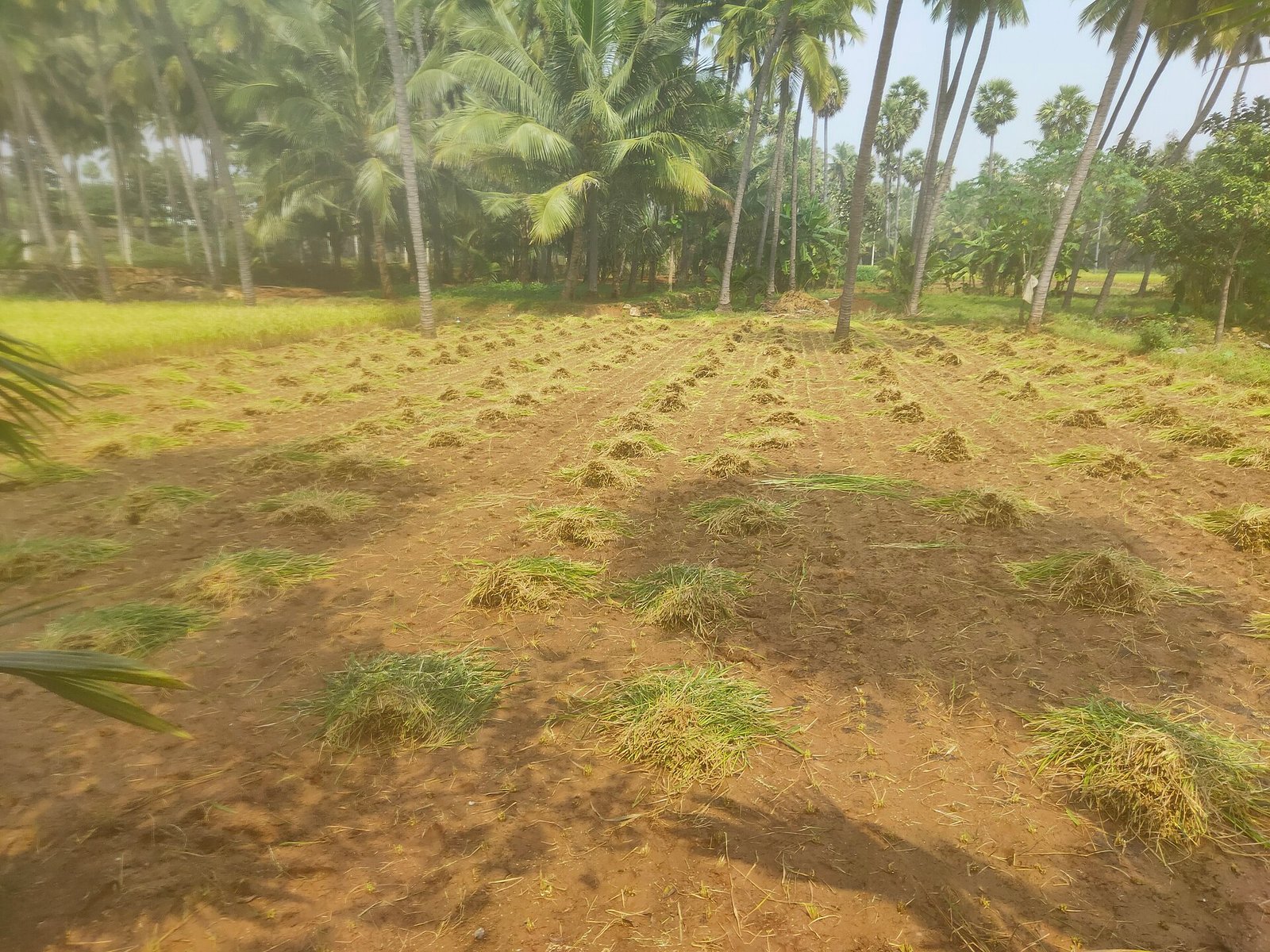 Rice paddy field representing Starasian Agro's agricultural heritage